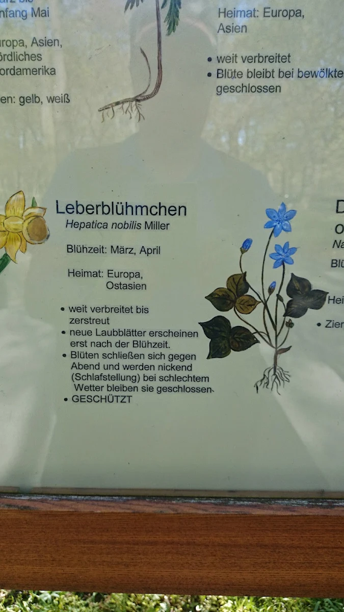 Speisekarte, Café Schloss Friedrichsfelde