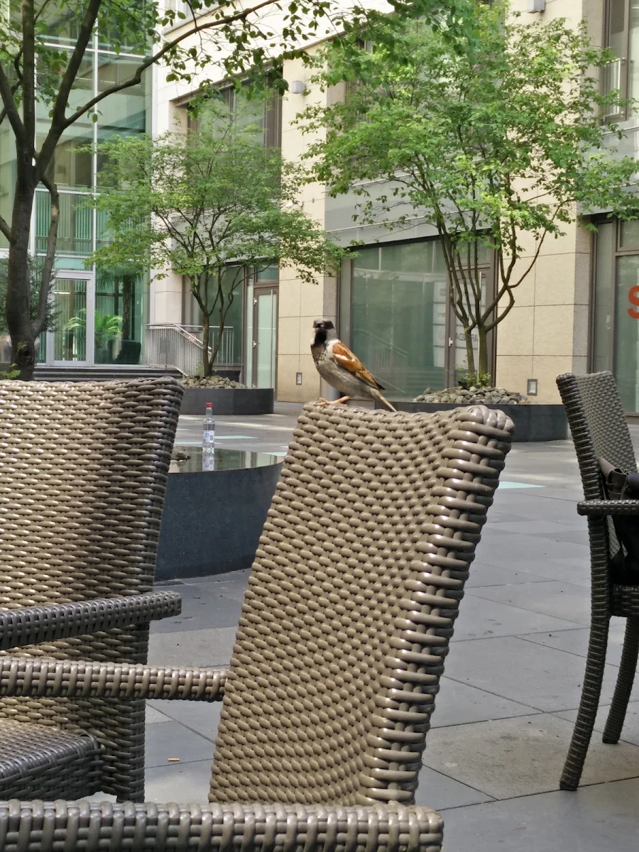 Atmosphäre, Starbucks