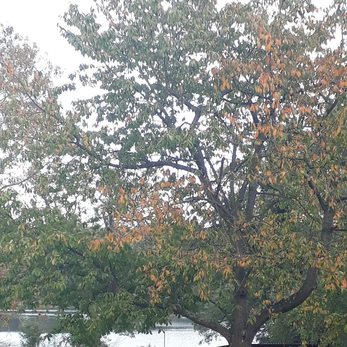 Atmosphäre, Brandtschatz Café am See