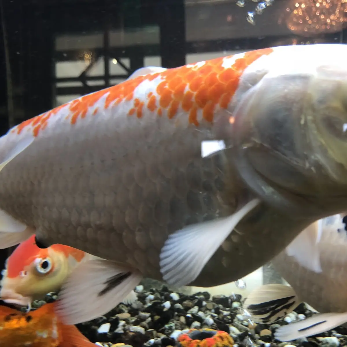 Fish