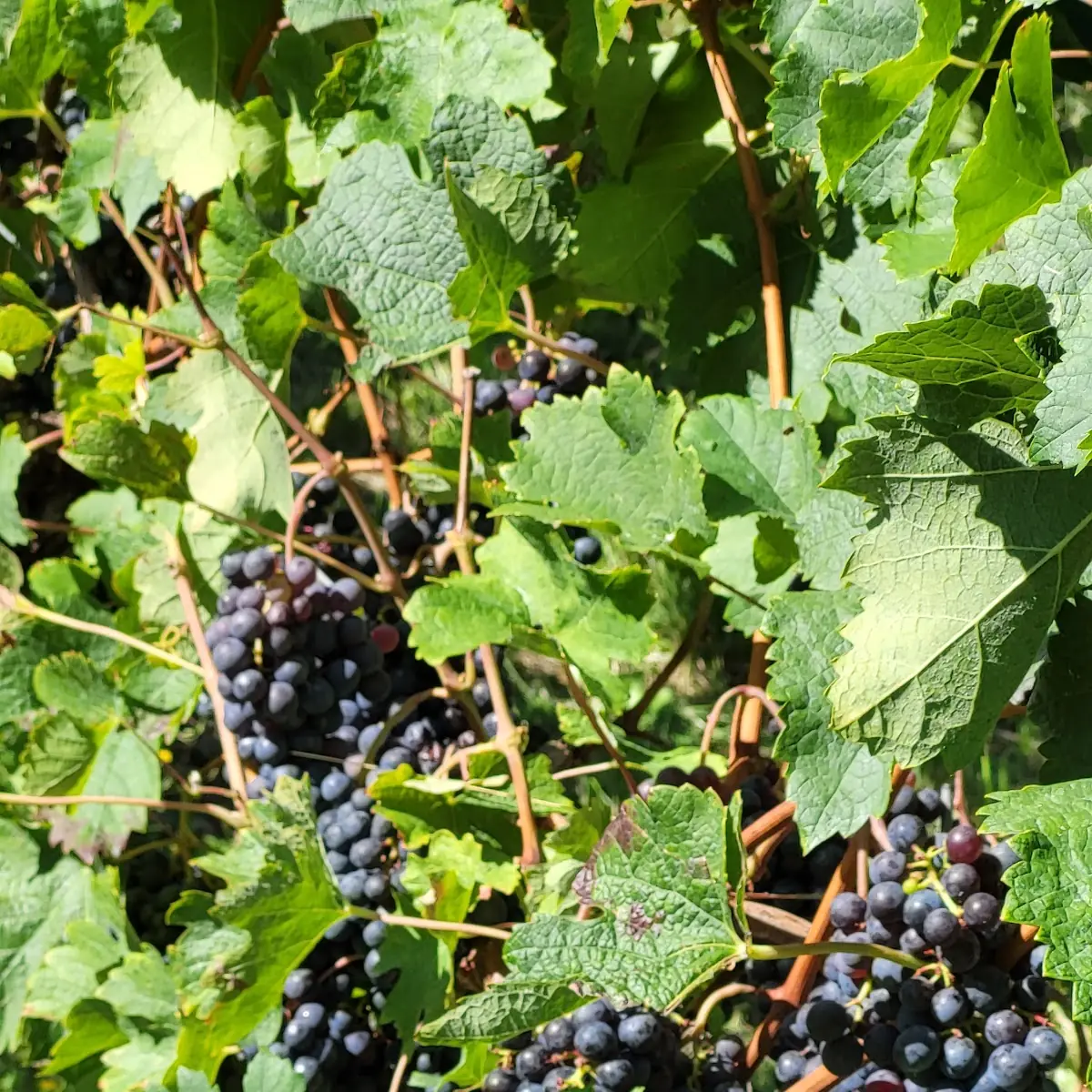 Grape