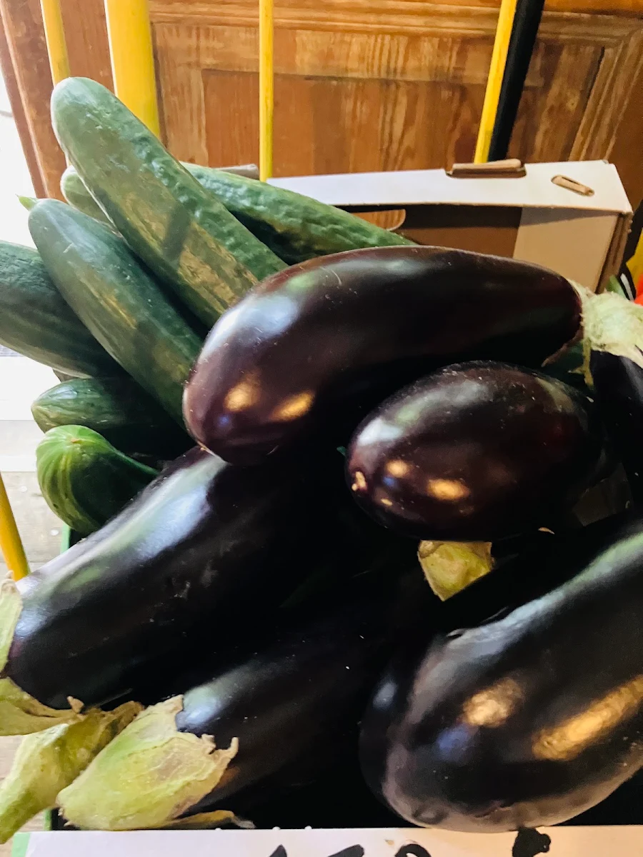 Eggplant