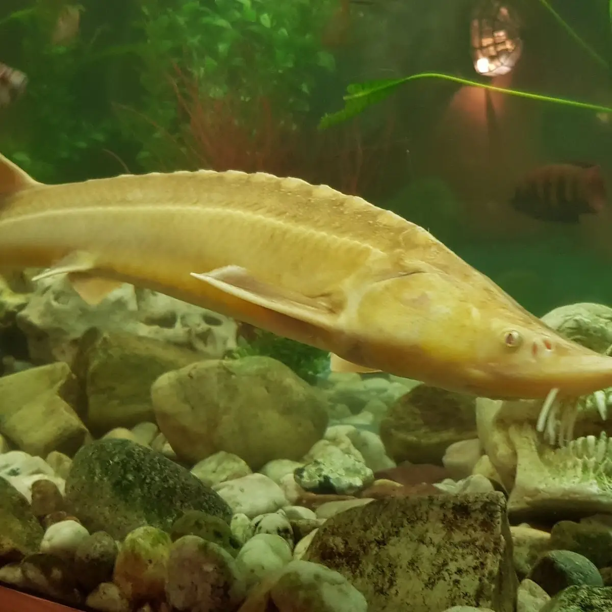 Fischstäbchen