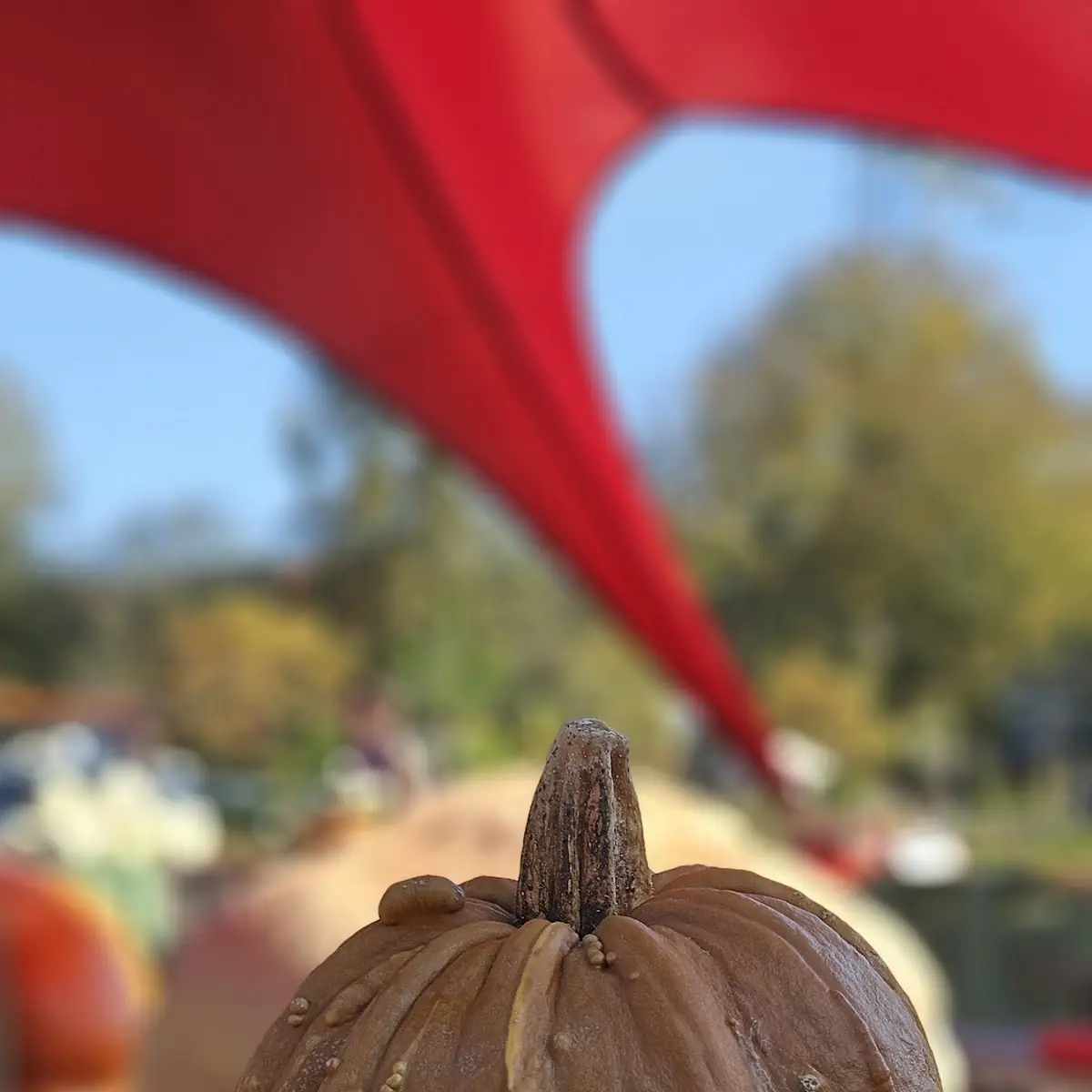 Pumpkin