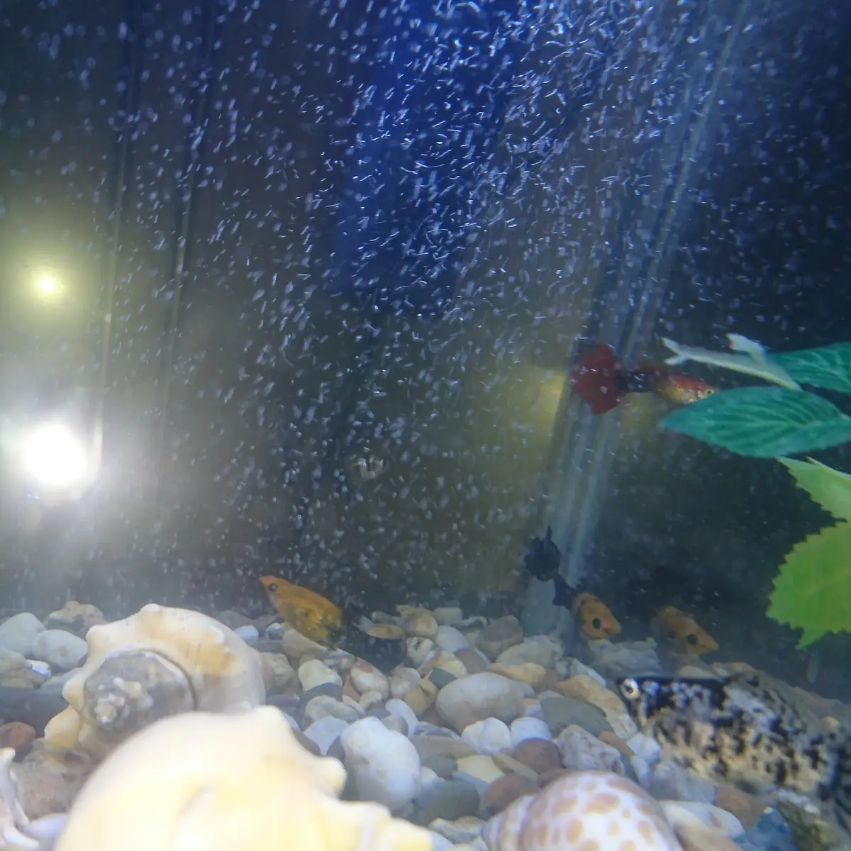Fish