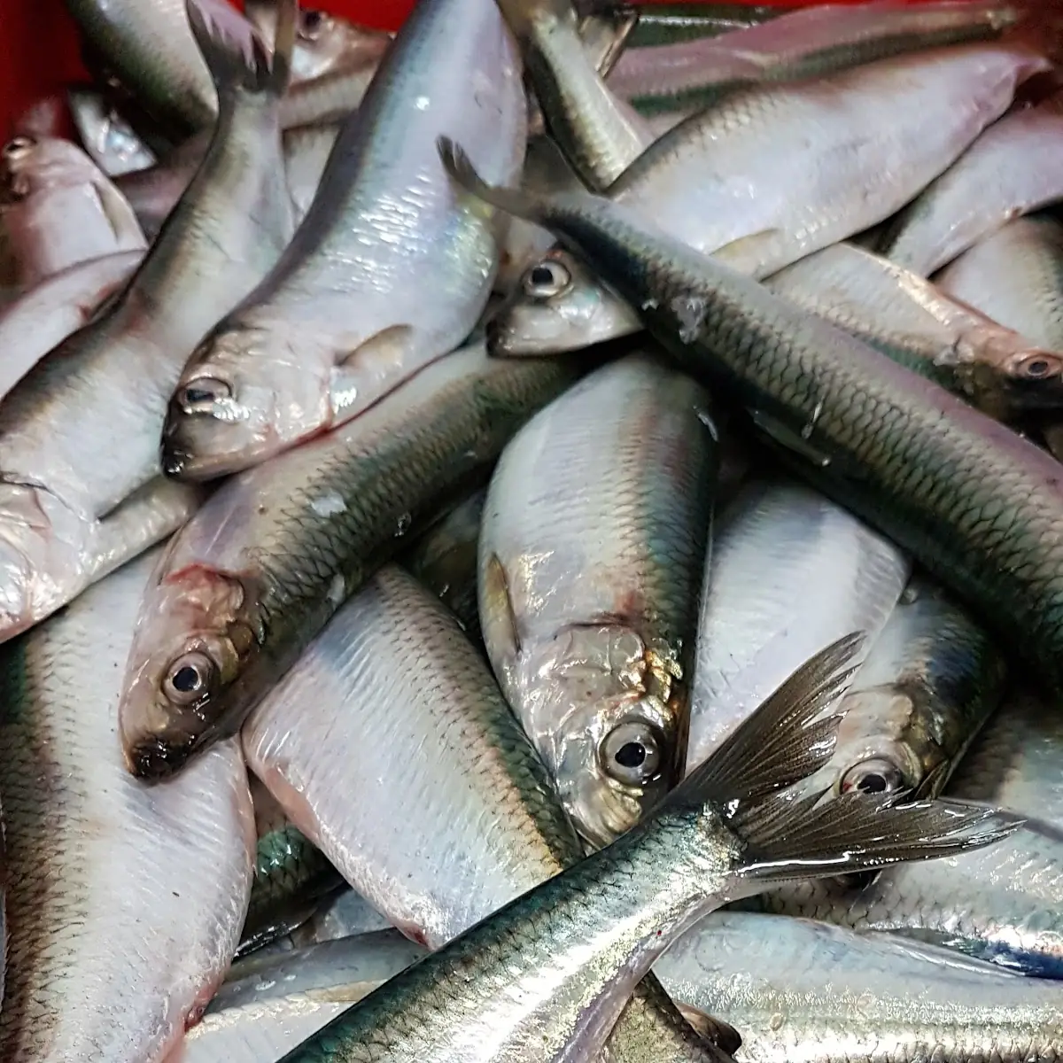 Hering