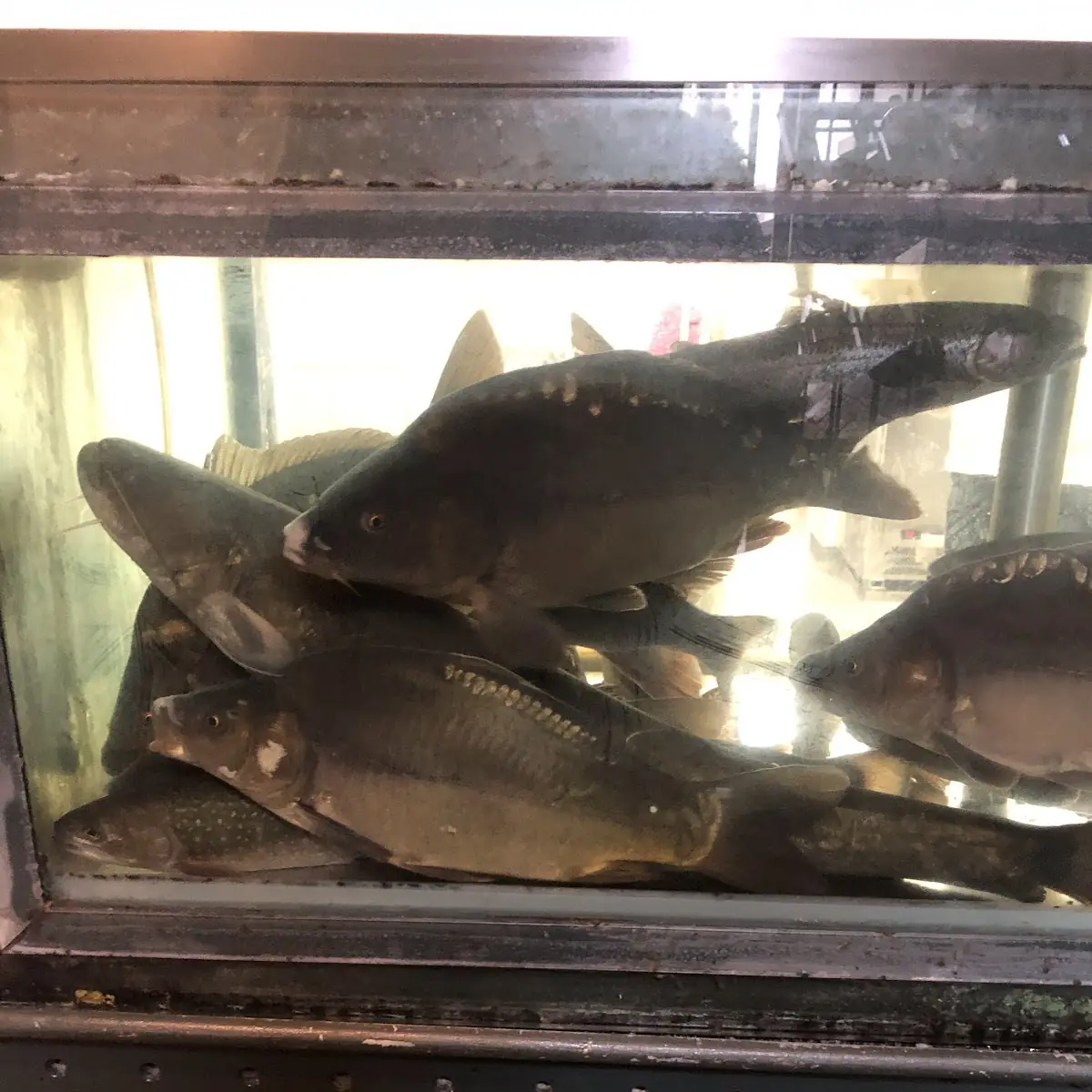 Fische
