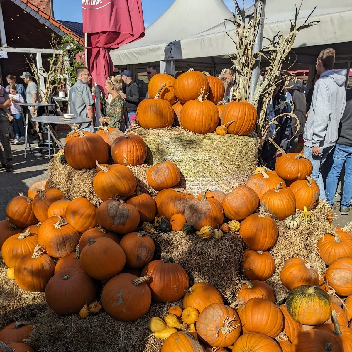 Pumpkin