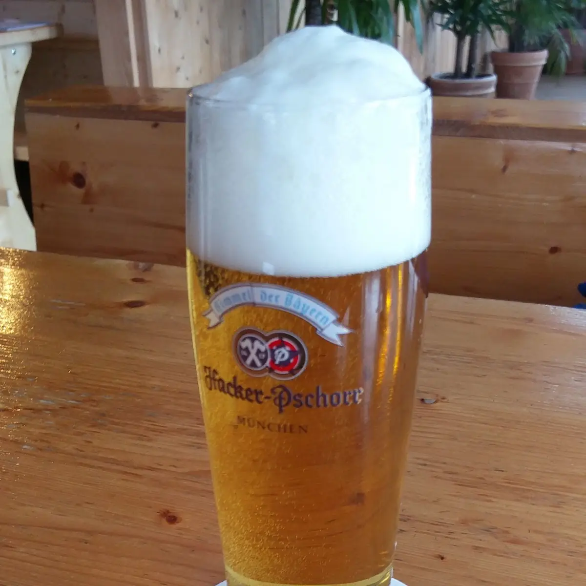 Bier