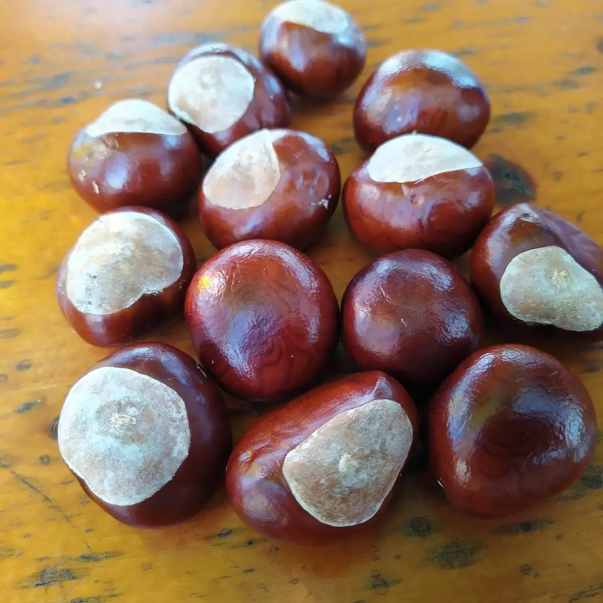 Chestnut