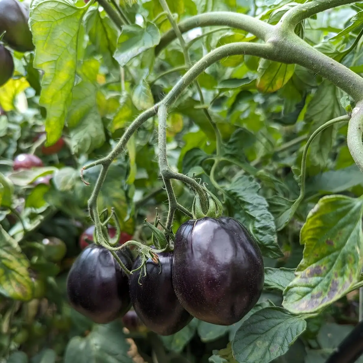 Eggplant