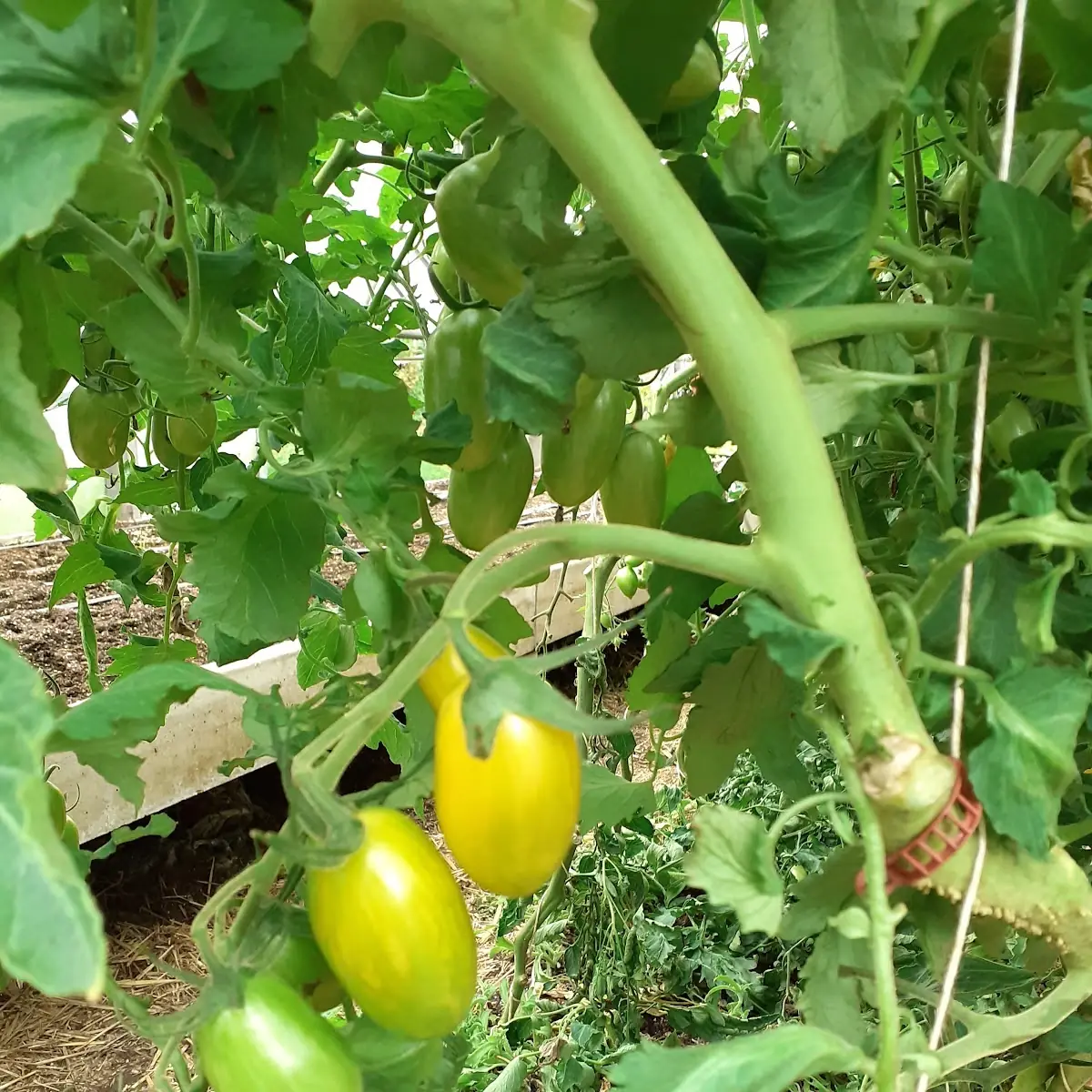Tomato