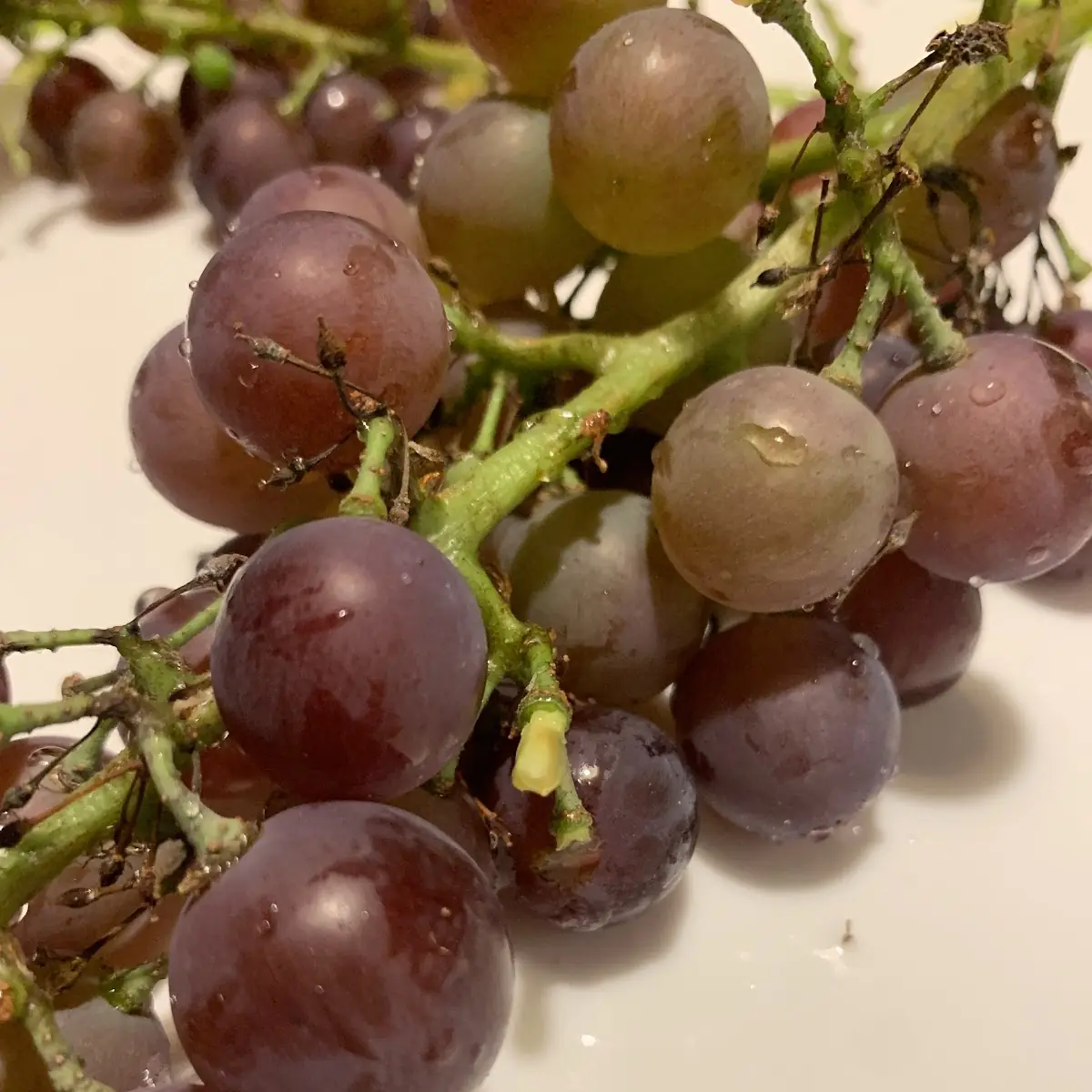 Grape