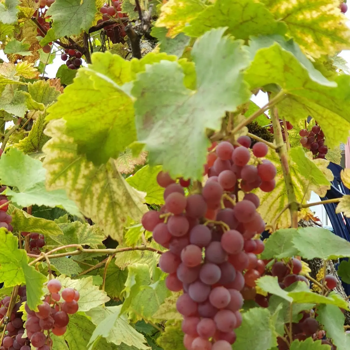 Grape