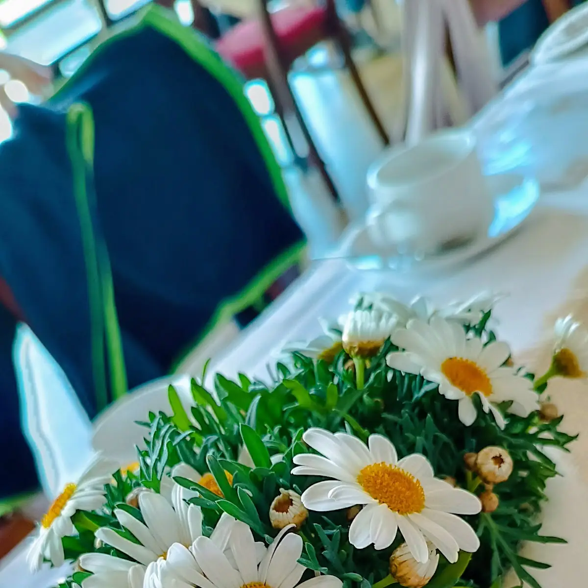 Feverfew