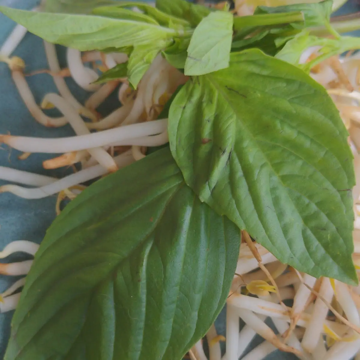 Thai Basil