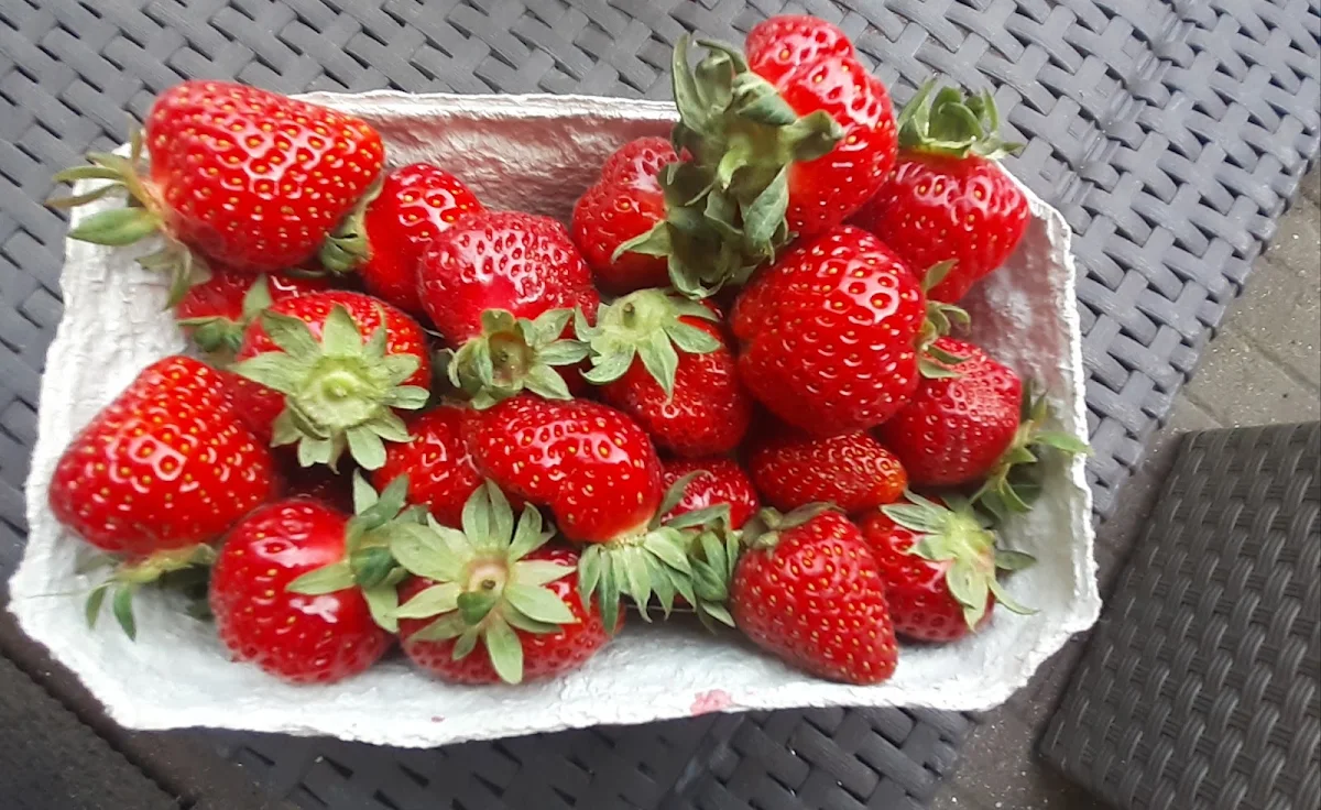Erdbeeren