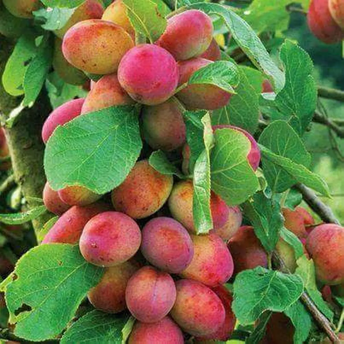 مسمش