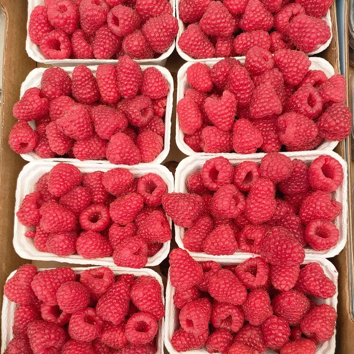 Raspberry, Bäcker Wiese