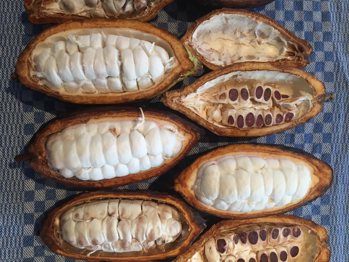 Cocoa Bean