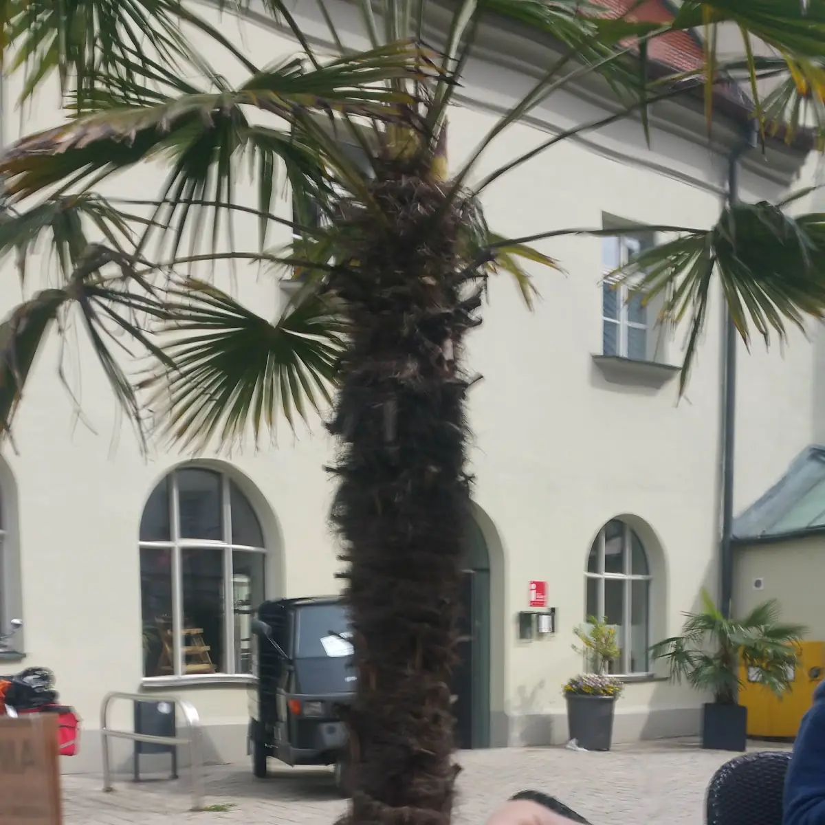 Walnussbecher