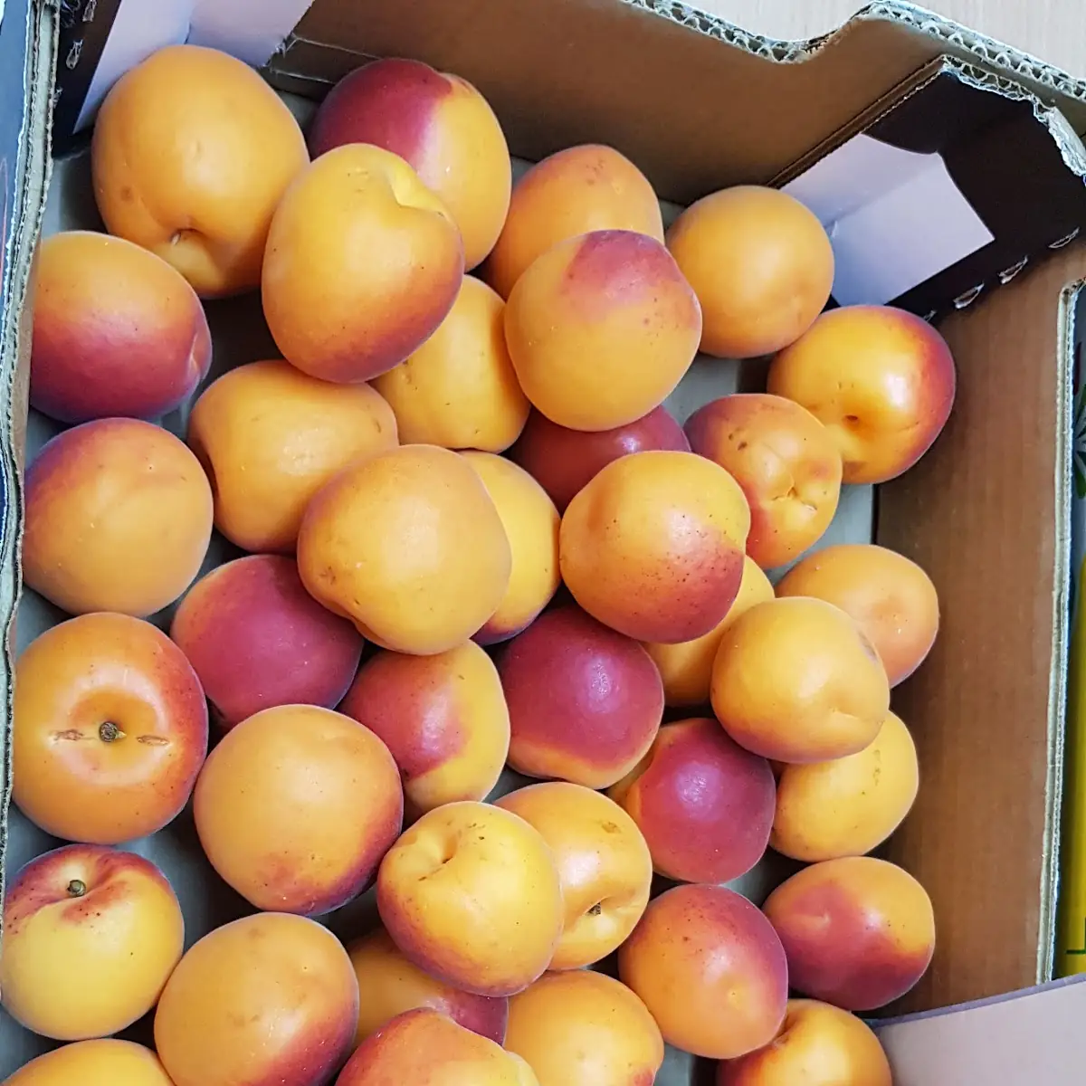 Apricot