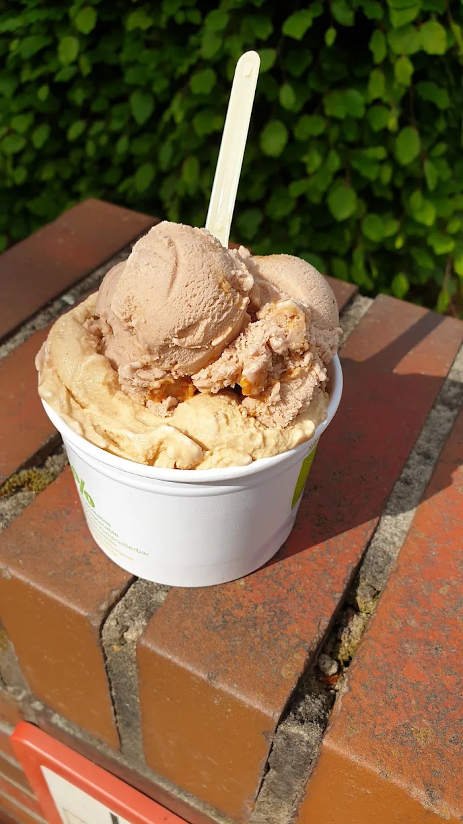 Highlights, eisbar Bad Oldesloe