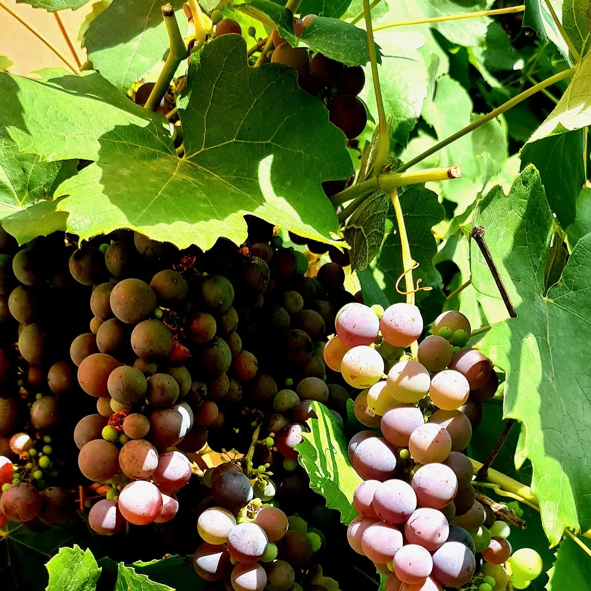 Grape