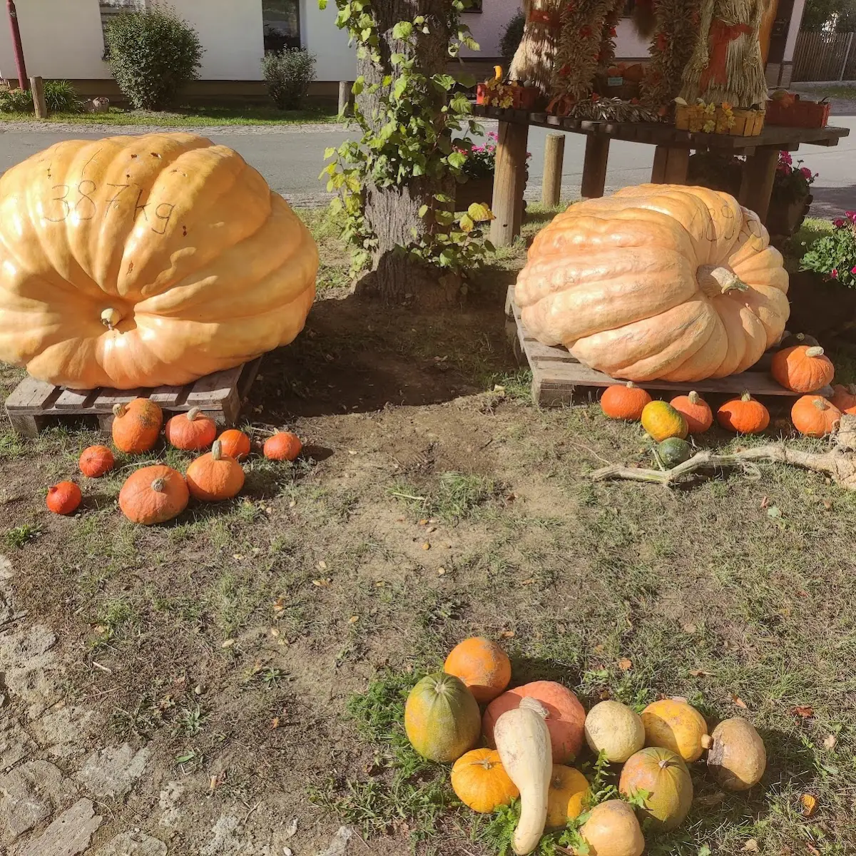 Pumpkin