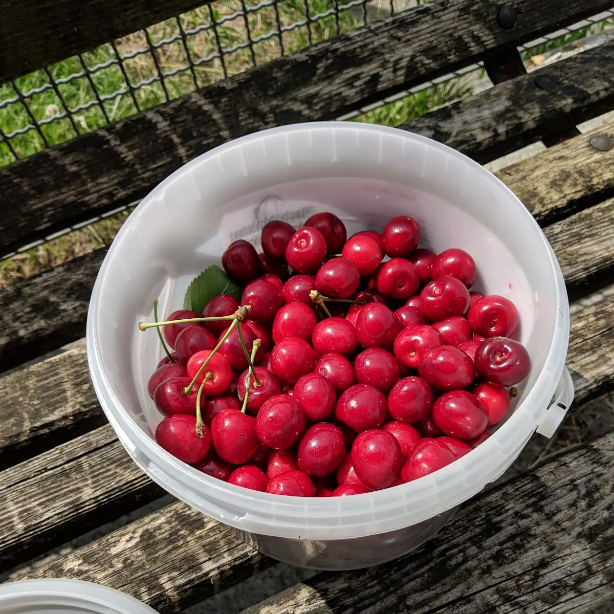 Cherrys