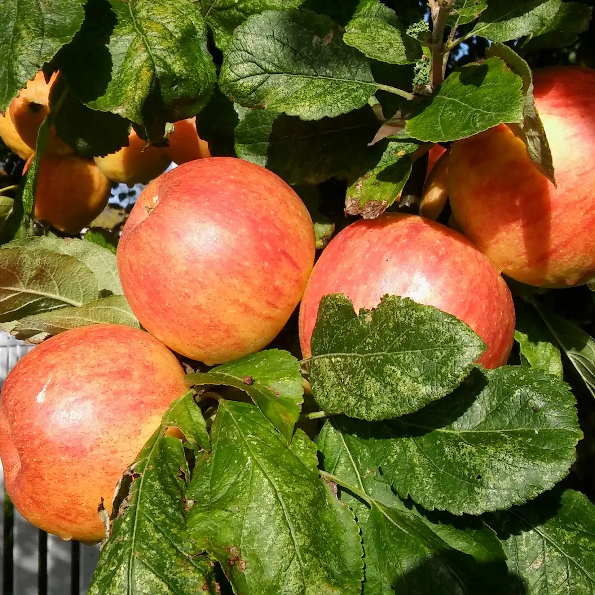 Apple