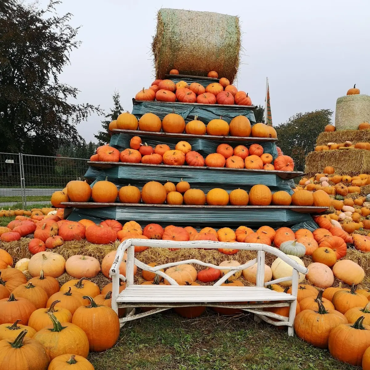 Pumpkin