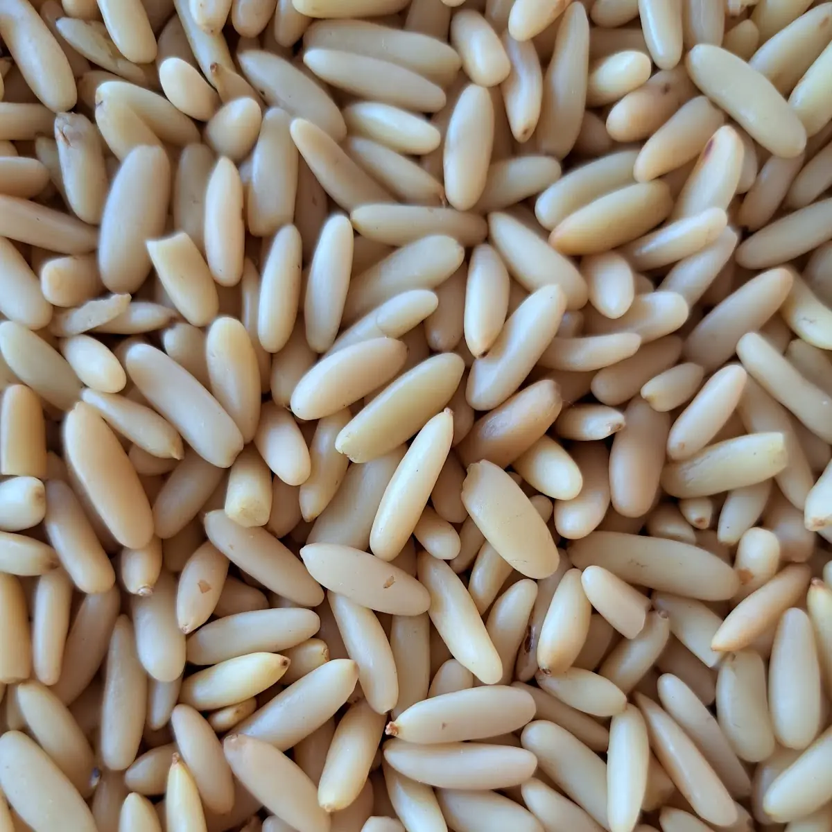 Pine Nut