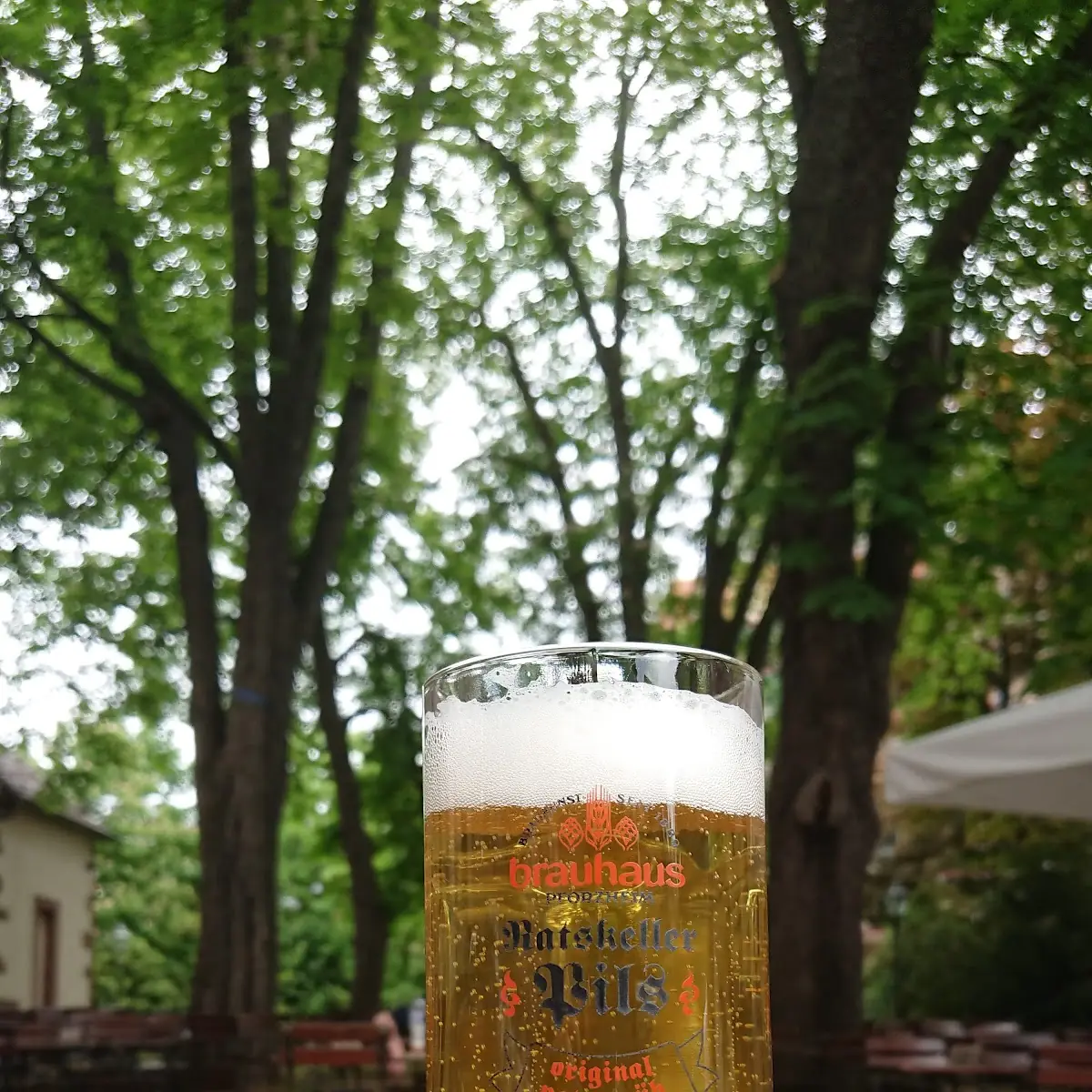 Bier