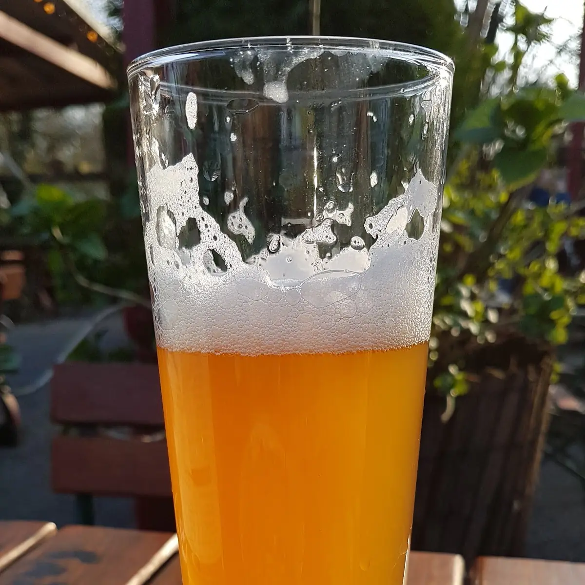 Bier
