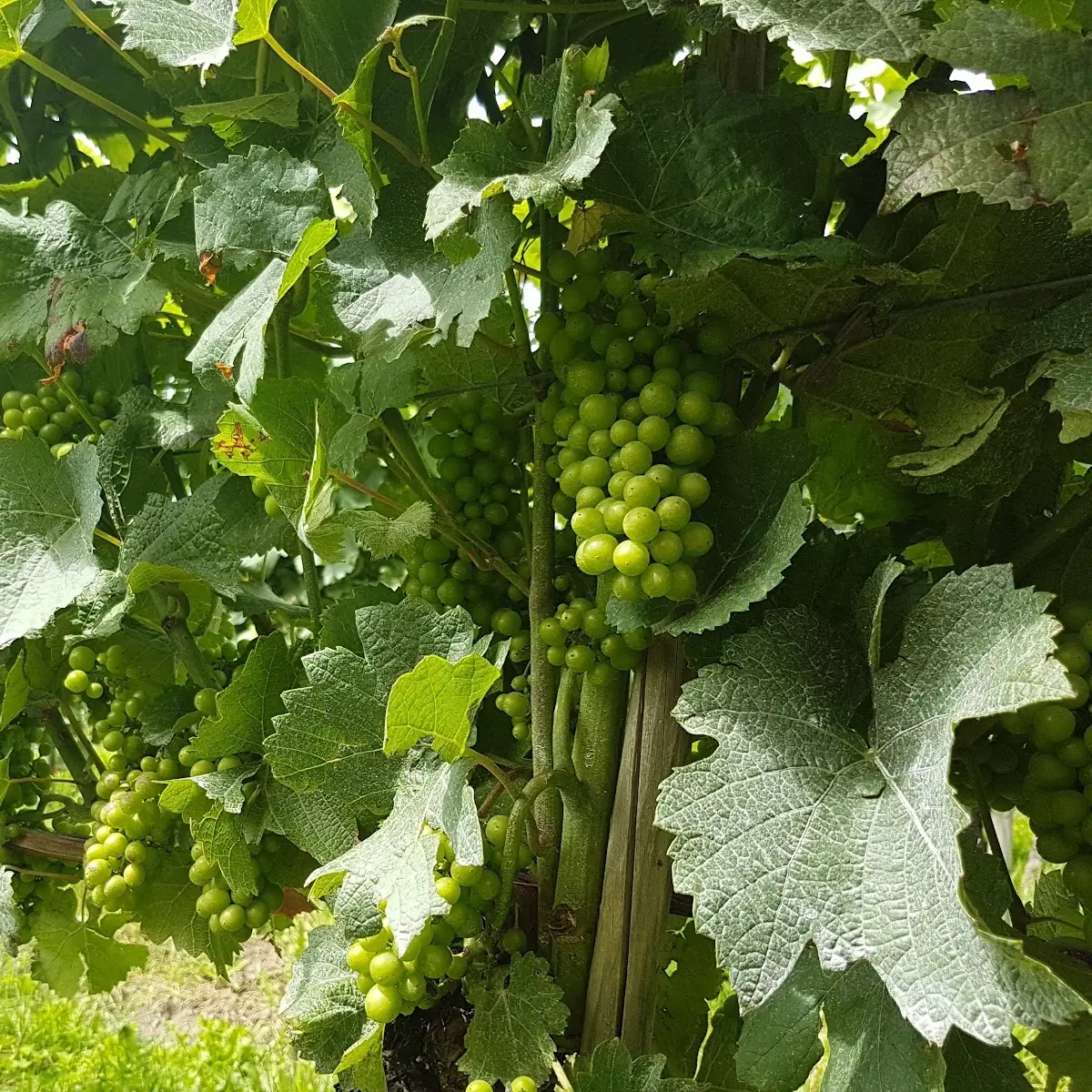 Grape