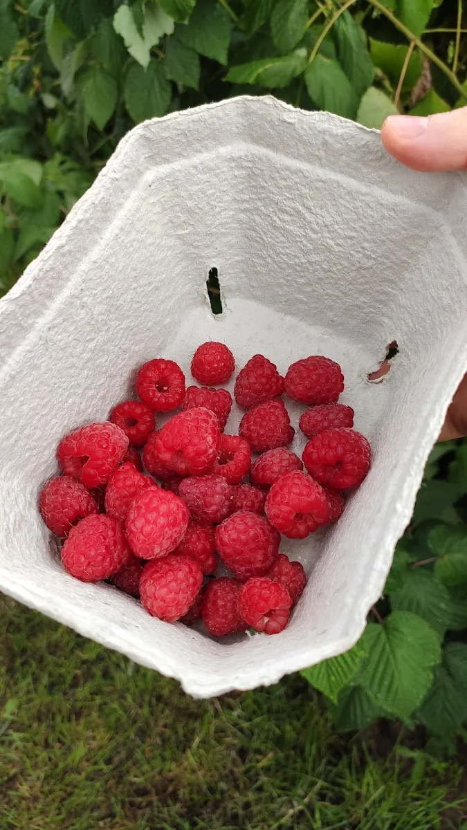 Raspberry