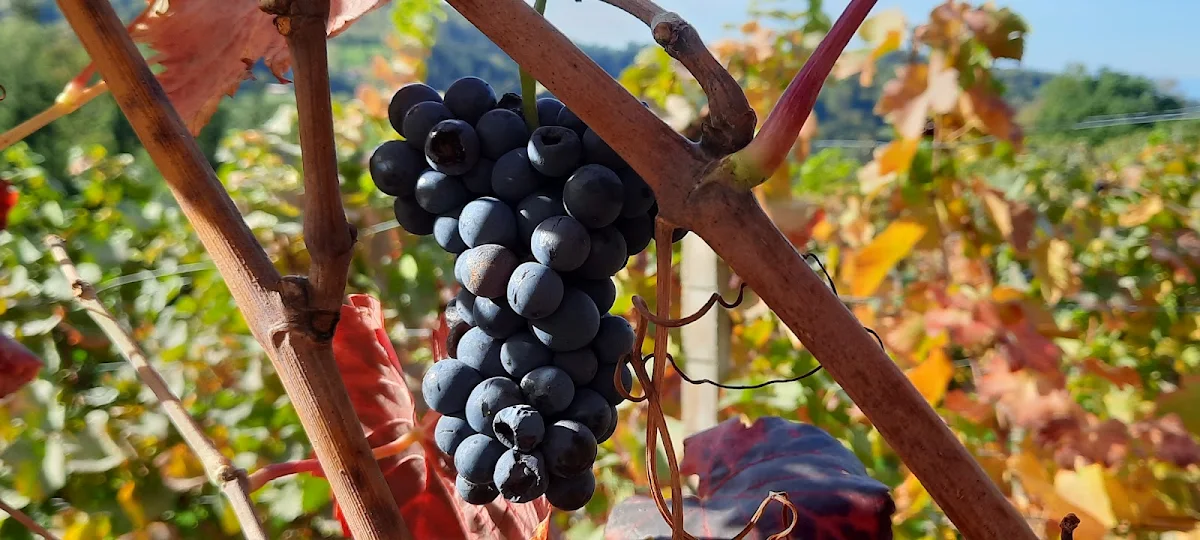 Grape
