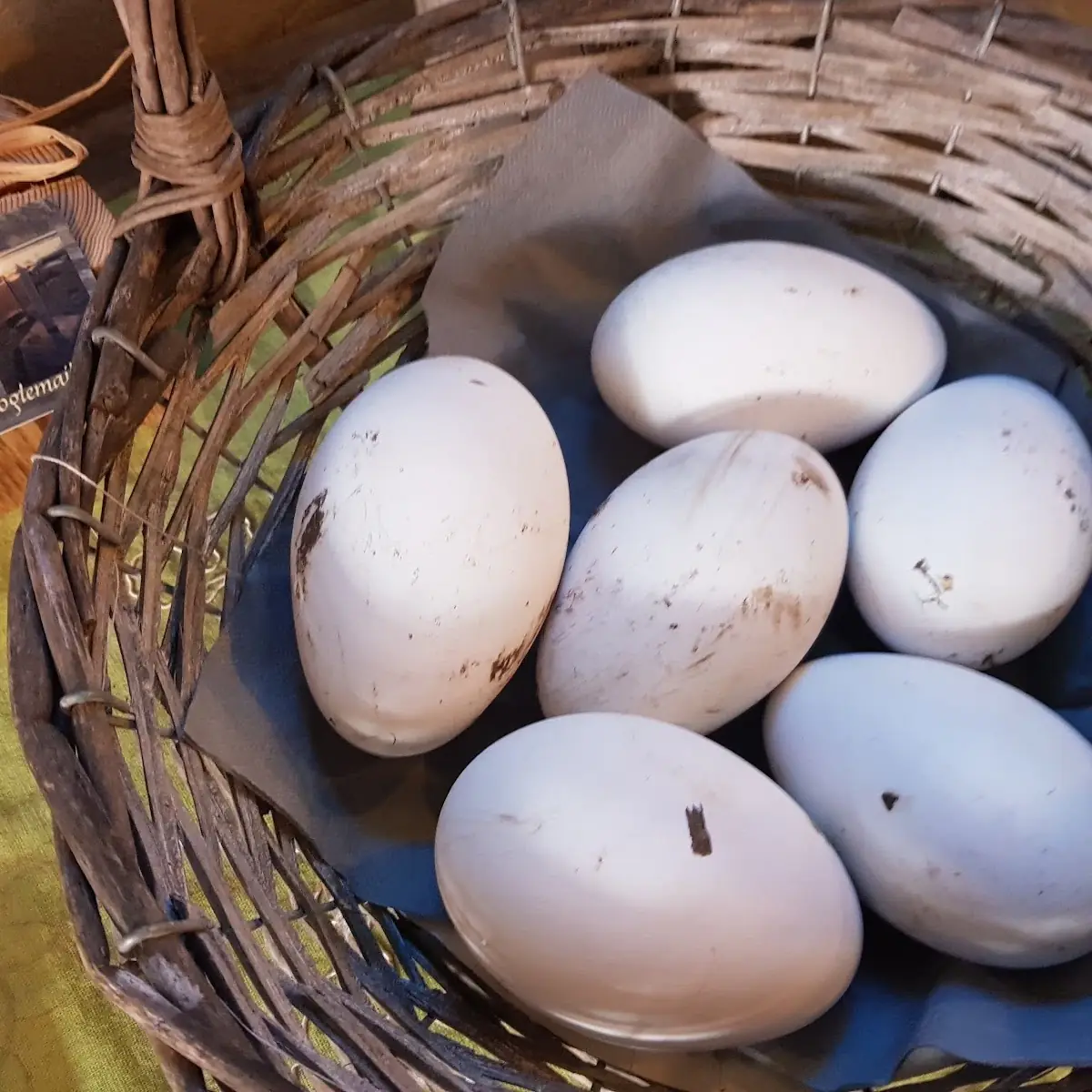 Egg