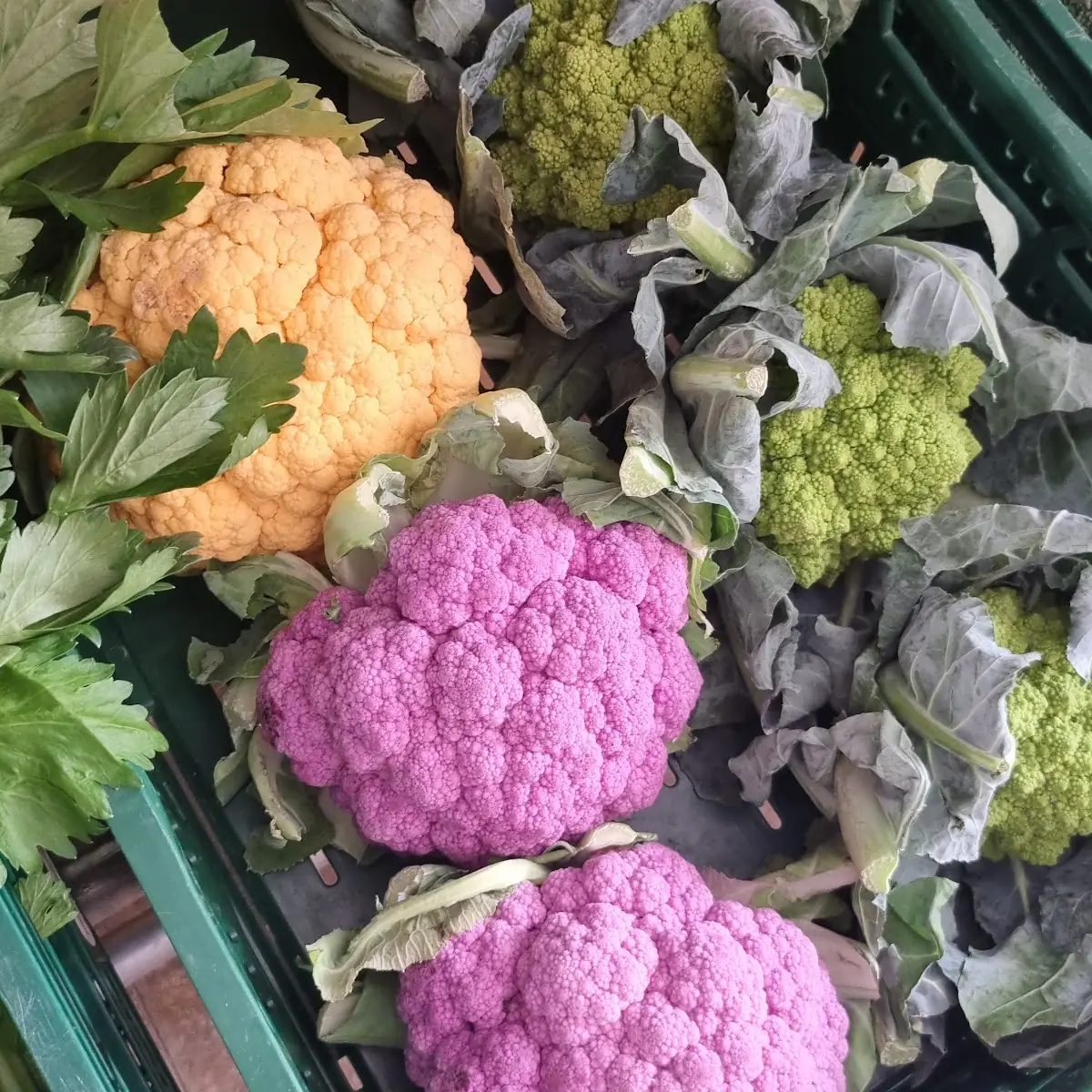 Cauliflower
